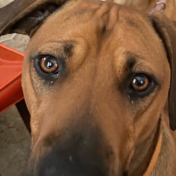 Hi This is Samson & I’m Kathy! I’m So glad you stopped by - I love offers ♥️🙏🛍 - Picture 1 of 15